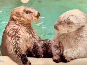 line_oa_chat_250909_225437