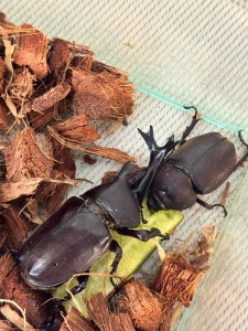 line_oa_chat_250909_225442