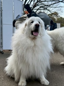 line_oa_chat_260318_173904