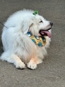 line_oa_chat_260318_173905